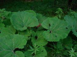 2013-07-20_Regina-F-Rau_Kochel-Rabenkopf (610).JPG
